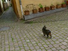 Unfriendly local.  But still a sweet sweet baby baby