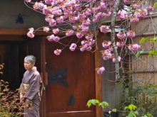 Kyoto Cherry Blossoms