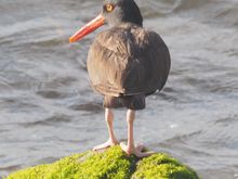 Black Oystercatcher