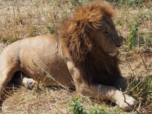 Such a fluff-able mane!