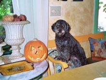 PASTIS R.I.P Sept. 2019
