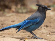 The Beautiful  Stellar's Jay as seen in Eugene Oregon !!
