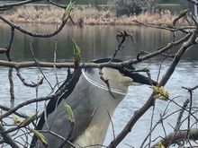 This is a Black Crowned Night Heron.  I thought he had a  white string  about his neck, but  this is called a "pigtail" and  though it is present  most of the year , it is most noticeable  during breeding season ( Like now !!)
