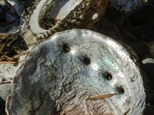 The ocean holds a lot of life. That life plays an important role in the health of our planet. We used Reddit as a source for researching this trip and someone there had rare photos of a shark egg backlit by the sun. Another shutterbug displayed her imagery of nudibranchs, surely one of Mother Nature's most alien-looking life forms.