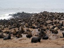 Miles and miles of seals - Namibia