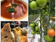 Friðheimar tomato farm