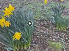 You'll have to ignore the video "go arrow". I couldn't skip the daffodils which are my favorite spring flowers.