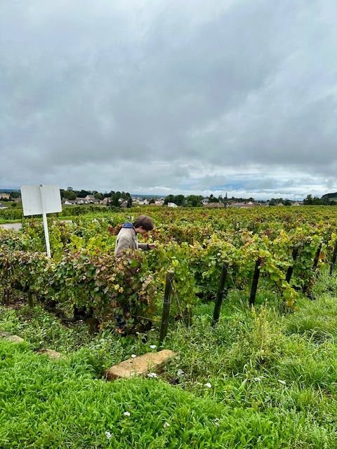 Old vines near Beaune