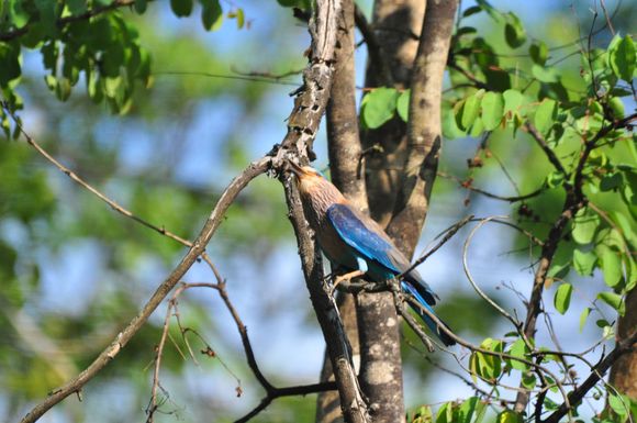 Indian Roller