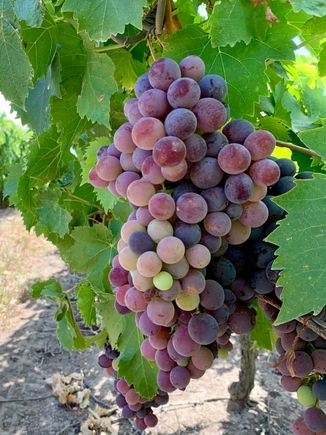 Grapes were tasty!