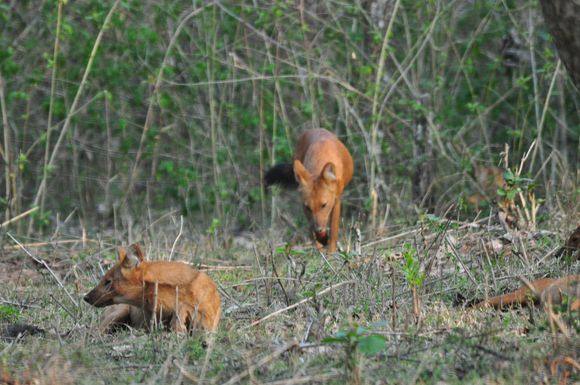 Quite different from the African Painted  Dogs