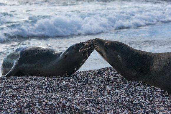 Not just humans who find the beach and crashing waves romantic.