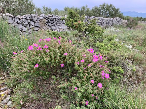 Hiked on a very nearby Island. Wildflowers in full bloom set against the ancient “drywalls” of stone.