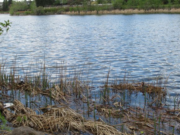 Coot nest on the left, Grebe on the right