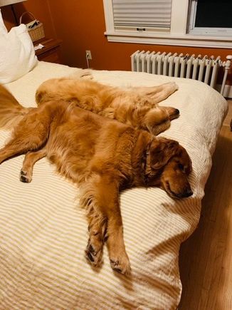 Nathan was out of town most of this week so Lily and Molly  kept me company. 