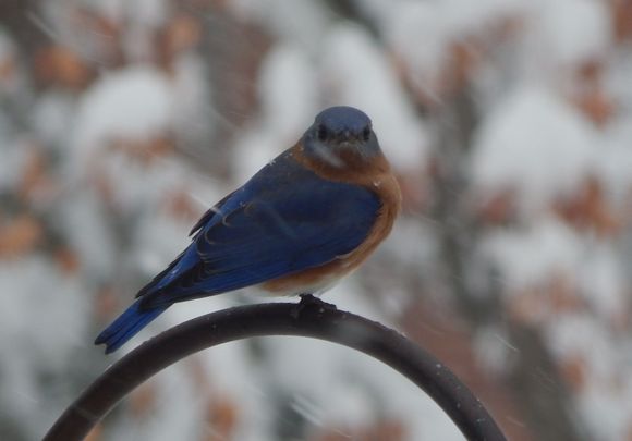 At the feeder today.  We don’t see a lot of bluebirds here.