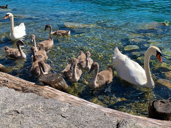 Swans and their gray babies!!!
