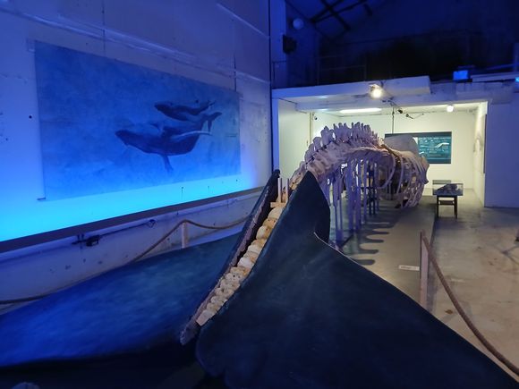 Front view of sperm whale