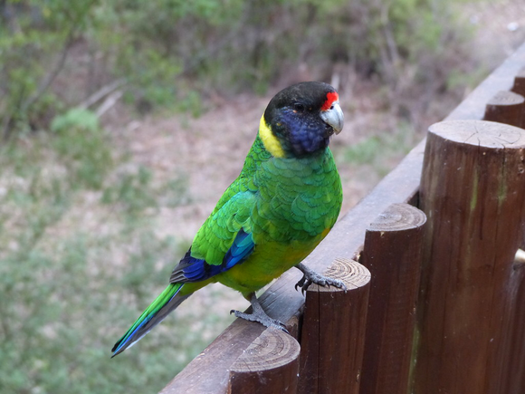 Lorikeet in Western Australia