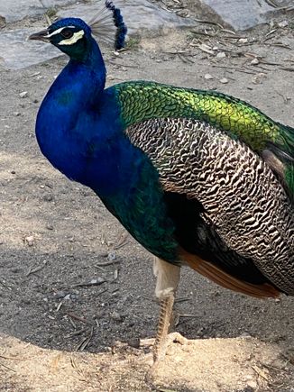 Peacocks on the caller grounds!