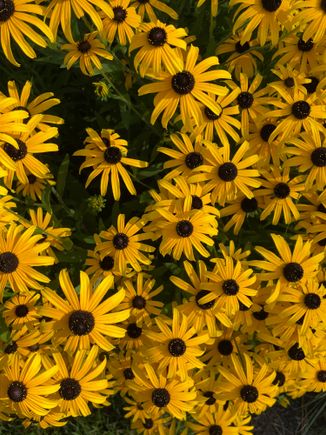 The first grasshopper. Fall is coming. 