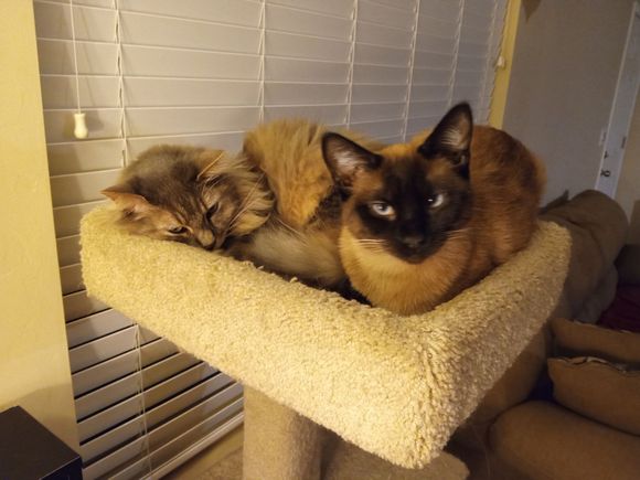 9 yo male , 2 yr old female