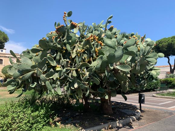 Prickly pear fruit is in season in Sicily