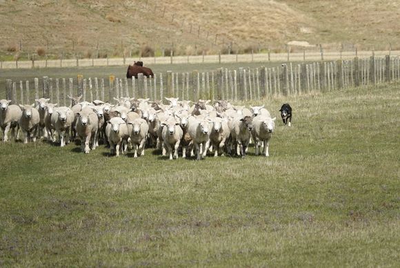 The owners used whistles to control the dogs.