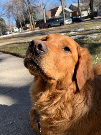 A sassy little Molly.