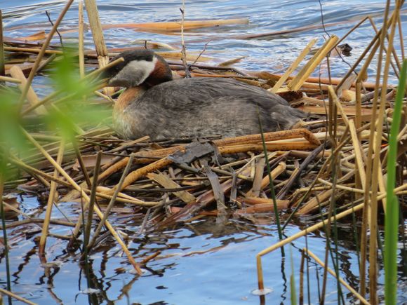 Grebe on nest