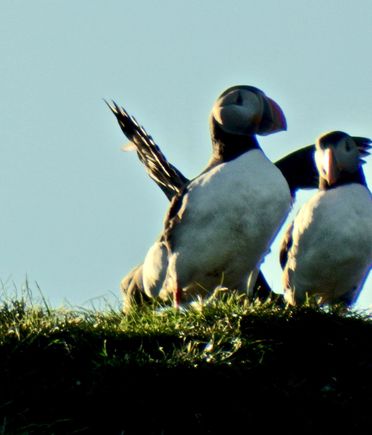 Puffins, taken from boat near Olafsvik, Iceland