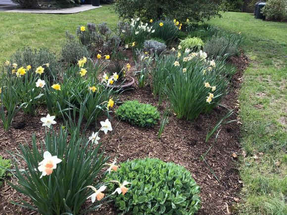 The daffodils this morning