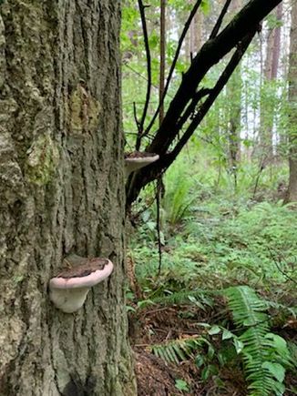 Not my picture. My daughter-in-law’s from their island in Washington State. Mushrooms or fairy houses on the tree. My heart is aching with such intensity to get myself out there 