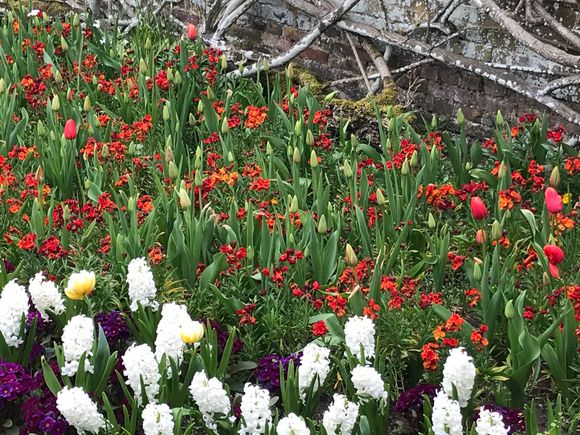 Spring at Hampton Court Palace 