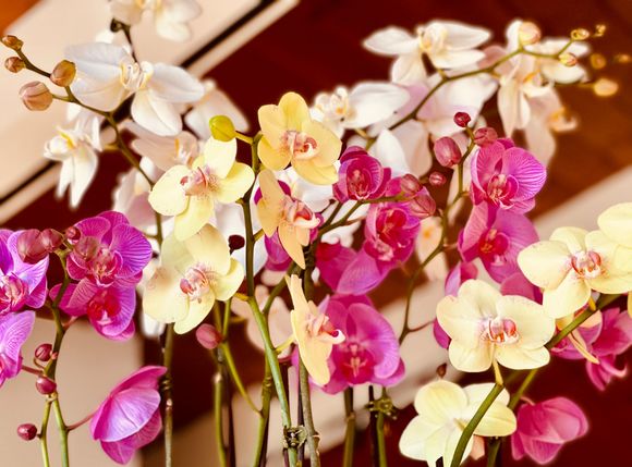 Orchids