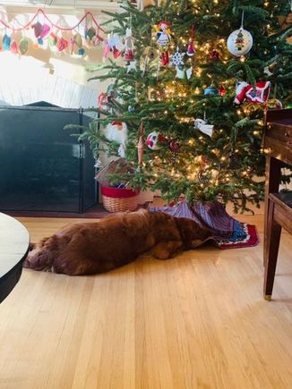 Our Molly has loved the tree this year. She has taken multiple naps with her head under the tree. 