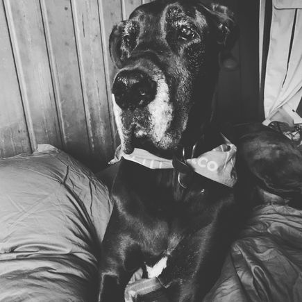 
*smug Westies and their stupid adorable coats that never come in my size. Well, at least I can stare at deer instead of squirrels, which are confusing as they can climb trees*