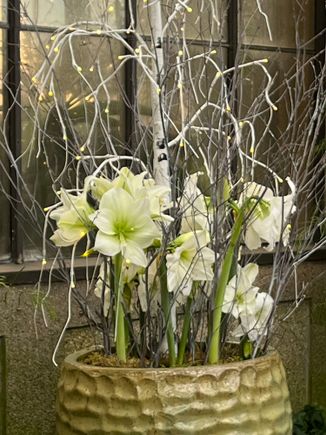 Amaryllis and twigs