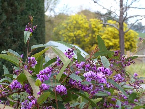 Hardenbergia