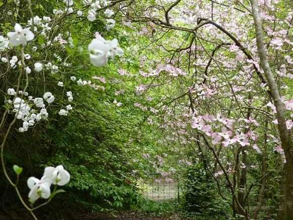 Dogwood in the very protected valley by a creek