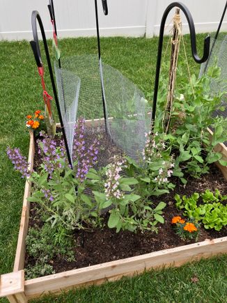 Thought I would share pics of the raised bed that DH has made. The herbs are all blooming (sage and thyme in this one; chives in the next one) and that makes me very happy.