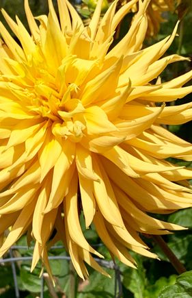 Mendocino Botanical Gardens 