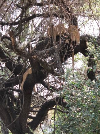 Tree climbing lions