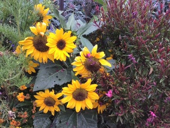Sunflowers