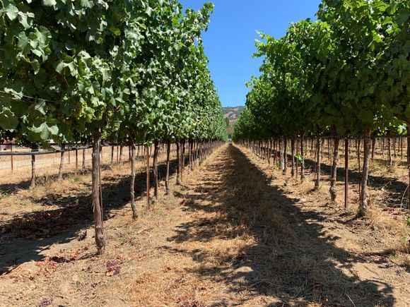 This vineyard pruned the leaves high to keep the animals at bay. 