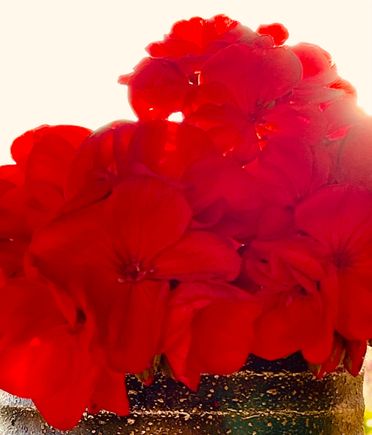 here's a closer look at these gorgeous geraniums harvested over the weekend 