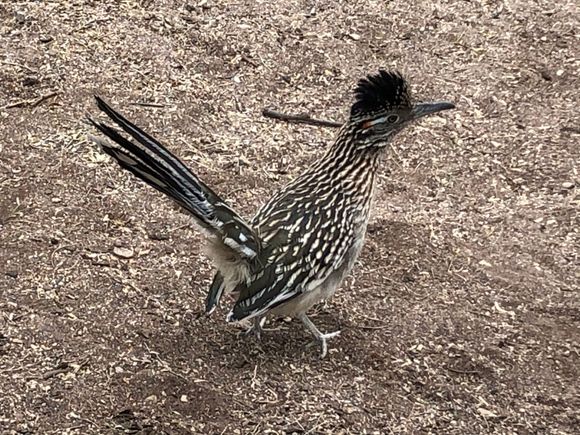 Here’s a Road Runner at Agua Caliente Park in Tucson today.