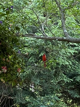 This is not a pro shot but it was taken one evening last summer a few feet from where I sat on my patio. This beautiful bird stopped by and looked right at me and sang a long song to me. Then he nodded his head and flew off. It was a special little moment. 