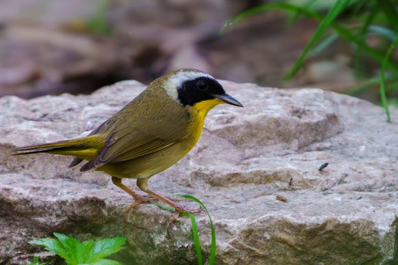 Common Yellowthroat (male)