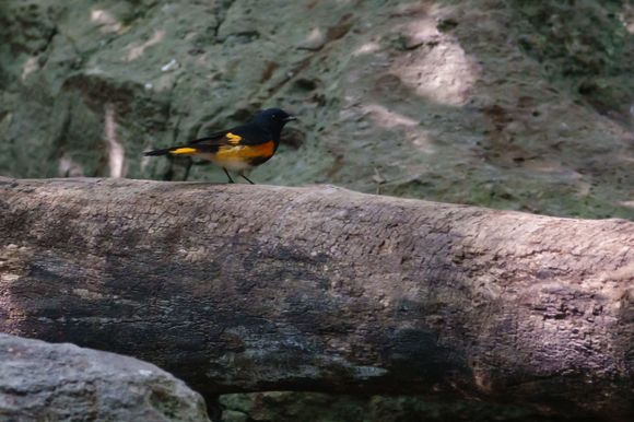American Redstart - male